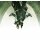 Dragonbane Quickstart Booklet