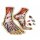 Dr. Livingstons Anatomy Jigsaw Puzzle: The Human Feet